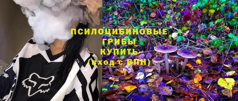 Псилоцибиновые грибы Psilocybe  как найти закладки  Красный Сулин 